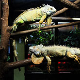 Zoo in Kaunas
