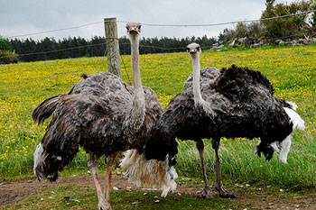 Muhu Ostrich Farm in Estonia