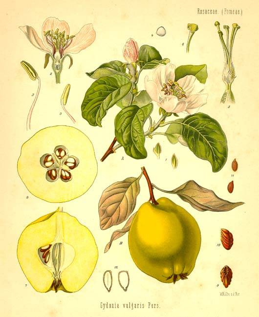 24021.Rosaceae - Pyrus cydonia.jpg