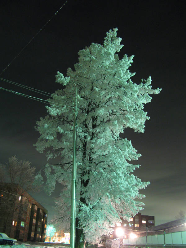 Дерево в ночи.jpg