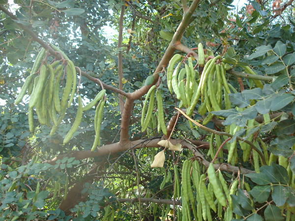 DSC07271.JPG