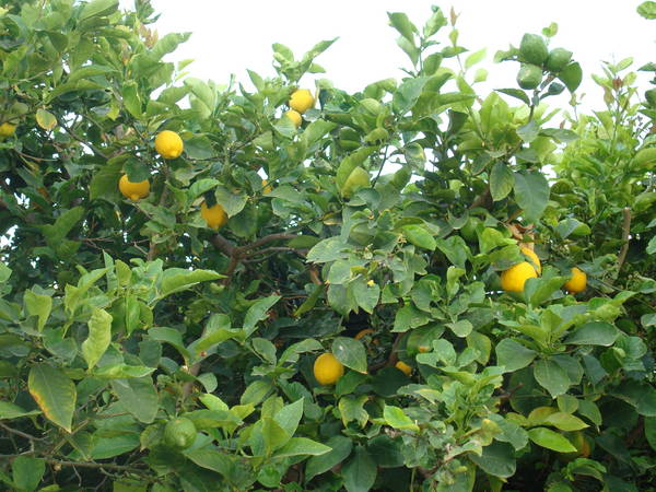 DSC07277.JPG